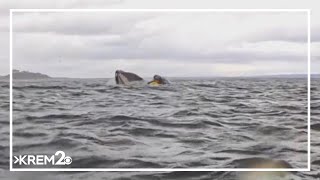 A humpback whale briefly swallows kayaker in Chilean Patagonia — and it's all captured on camera