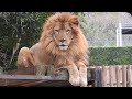 爪とぎするガーネットさんと柑太郎♩とべ動物園にて