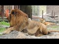 爪とぎするガーネットさんと柑太郎♩とべ動物園にて