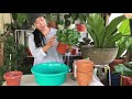 Propagation And Repotting Of My Amazing Thaumatophyllum Super Atom+ Care Tips