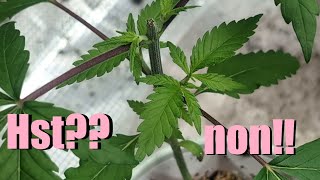 Un petit geste qui change tout?? génétique de magicseeds sous la ts1000 de marshydro!