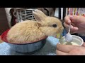 557【日常生活】今日のむぎっぷ　平和な1日に感謝　〜bunnies are spending good day today 〜