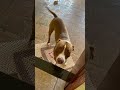 já começamos o ano com aquele drama básico 🤣 pitbull pets pitbulloficial amopitbull memes