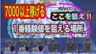 【DQチャンプ】このルートが経験値稼げます！【ドラクエチャンピオンズ】