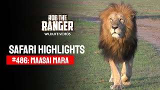 Safari Highlights #486: 24th October 2017 | Maasai Mara/Zebra Plains | Latest #Wildlife Sightings
