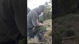 Bergjagd auf Birkhahn in den österreichischen Alpen - Mountain hunt for Black Grouse in the Alps