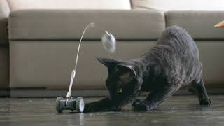 Mousr - Robot toy for your cat!