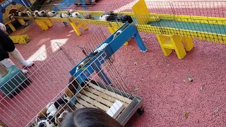 モルモットのご帰宅【町田リス園】