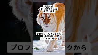 願いを書いて金運上昇🐅✨金運幸運開運幸運を引き寄せる人 パトラ2022金運上昇ゴールデンタイガー