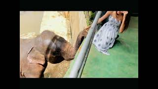 අලි කෝලම් | srilanka elephants| උස බලමු 😱|