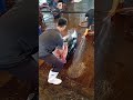 giant bluefin tuna cutting master