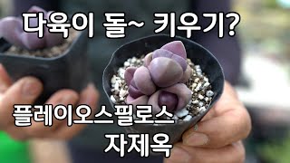 다육이 종류 중에서 돌 같이 보이는 자제옥 키우기