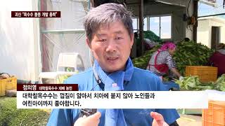 CCS충북방송_8월 3일_괴산 “옥수수 고장 명성 이어가”…다양한 품종 개발