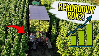 Zbiory tytoniu IDĄ PEŁNĄ PARĄ! - REKORDOWY ROK?!