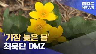 '가장 늦은 봄' 최북단 DMZ (2024.04.15/뉴스데스크/춘천MBC)