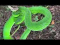 reptile lovers..green snakes rainbow snakes and lizards snake animals trap