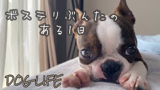 【犬との暮らしはこんな感じ】ボステリぶんたのとある1日