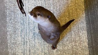 カワウソさくら おもちゃを見上げるちび怪獣がとても弱そう otter like a little monster