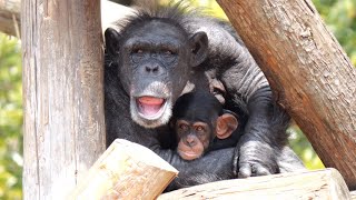 アカル　１歳のチンパンジー（Akaru 1 year old chimpanzee）　のいち動物公園　チンパンジー　202303