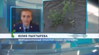 Прокуратура потребовала привести в порядок кладбище в Шушарах