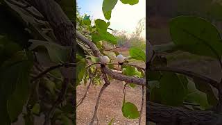 white sheetWhite Biba Seeds Tree's 📲:- 8421332019 | Safed Bhilawa Price In India8421332019white