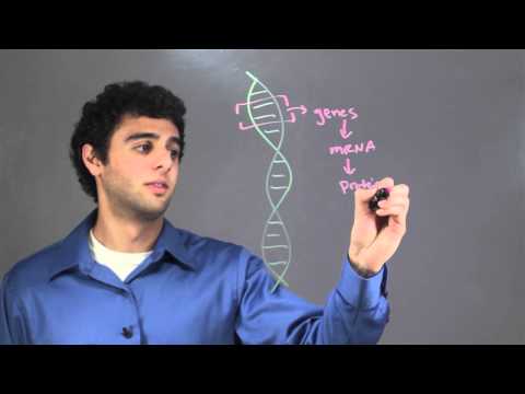 Where in the cell is DNA stored?