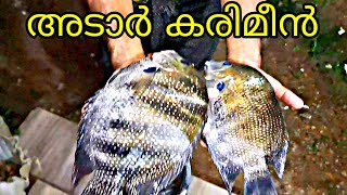 നല്ല അടിപൊളി കരിമീൻ . നാടൻ കരിമീൻ  Karimeen