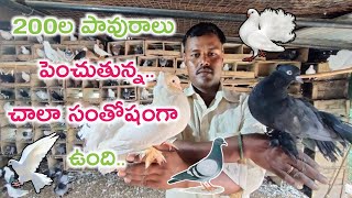 Pigeon Farming | Pavurala pempakam | Pigeon farming, breeding in telugu | Shiva Agri Clinic