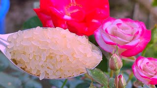 Use Rice Water For Any Plants as Natural Fertilizer | গাছে চাল ধোয়া জল দিলে কি হয় দেখুন |