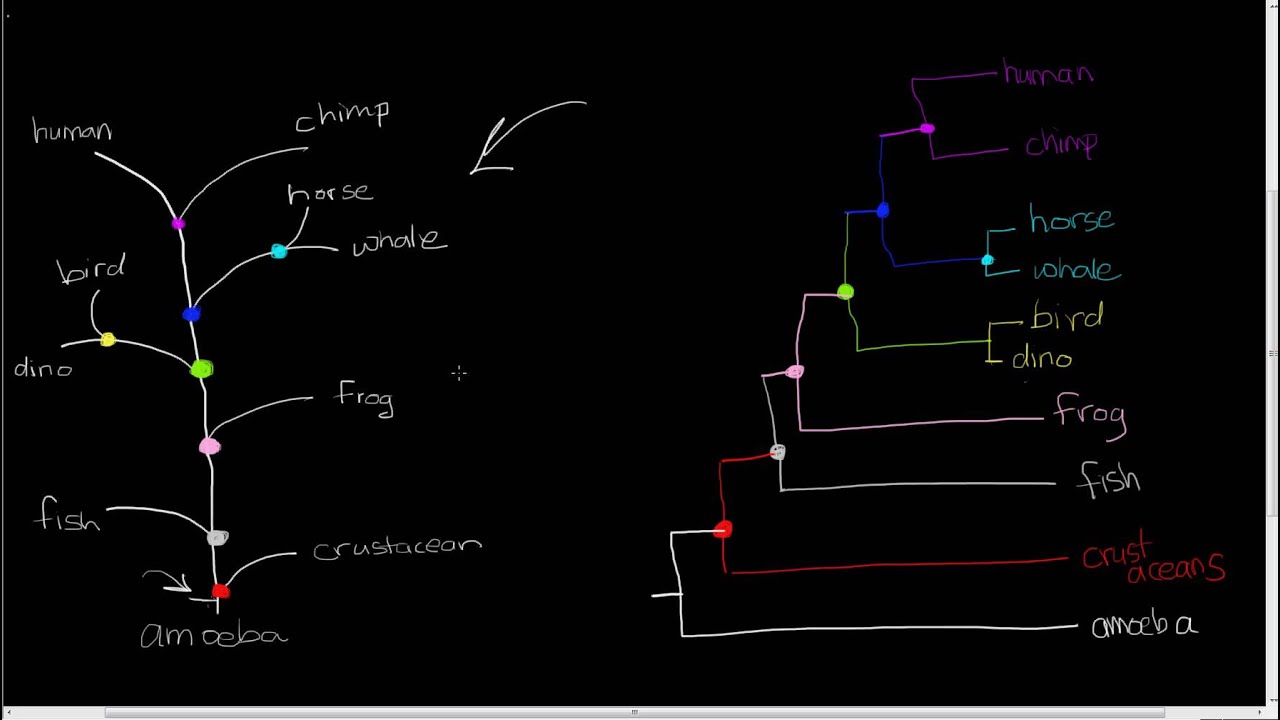 Drawing A Phylogenetic Tree - YouTube