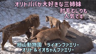 旭山動物園　オリトパパが大好きな三姉妹　肘毛毟りも人気です　オリト＆イオちゃんファミリー　ライオン親子　Lion family