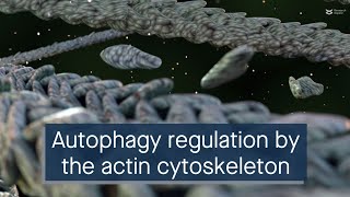 Role of the actin cytoskeleton and associated proteins in regulating autophagy