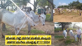 ಜೋಡು ಗಟ್ಟೆ ದನಗಳ 8*11*2024 ಸಂತೆಯ ಸೊಬಗು ನೋಡುವುದೇ ಚಂದ @ indian hallikar