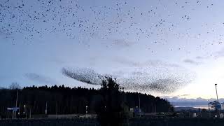 Murmuration of Starlings at Ballacolla, Co Laois. 21/1/21