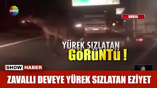 Zavallı deveye yürek sızlatan eziyet