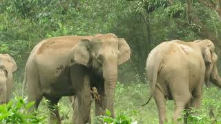 এক নজরে দেখে নেওয়া যাক ডুয়ার্সের রানী জয়ন্তীকে,পূর্ব ডুয়ার্স,বক্সা টাইগার রিজার্ভ, Mob- 8803470737