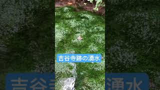 今はもう無い吉谷寺の湧水