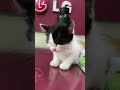 #cat #funnyvideo #fyp