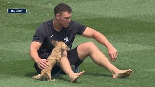 Aaron Judge plays with his pet Dachshund "Gus" inside Yankee Stadium