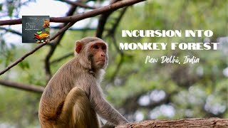 Incursion into Monkey forest, New Delhi #shorts