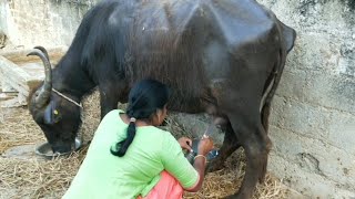 how to make in milk in buffalo // గేదె నుంచి పాలు తీసే విధానం // in telugu