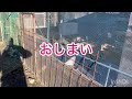 【まなうさぎ】柵なしで逃げたりしないの？？【外飼い放牧】