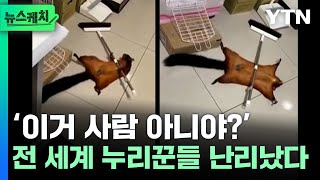 ‘기절초풍’ 다람쥐 행동에 전 세계 누리꾼들 난리났다 [뉴스케치]