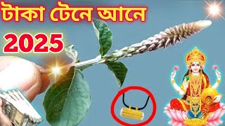 ১ জানুয়ারি ২০২৫ আপনি যদি মরেও যান এই গাছের মূল /ধারণ করুন রাতারাতি কোটিপতি হয়ে যাবেন  গোপনে করবেন