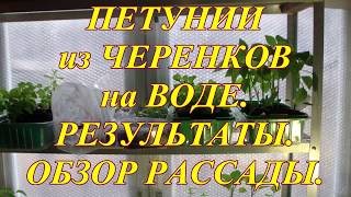 Размножение ПЕТУНИИ черенками на воде. Результат как всегда.