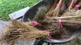 Drying retted flax 2021