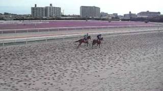 シャンブレ　半マイル５２．５秒　追いきり！ｉｎ船橋競馬場