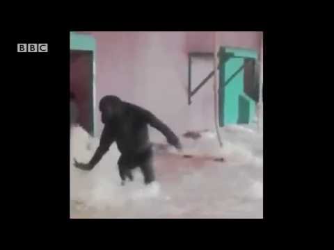 Dancing Gorilla Youtube