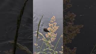 Moorhen attacks chicks and chases them away