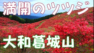 【登山】大和葛城山　満開のツツジ